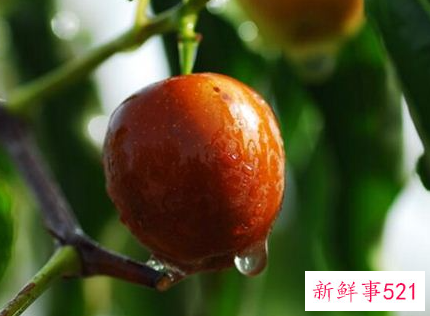 梦见枣子有什么征兆