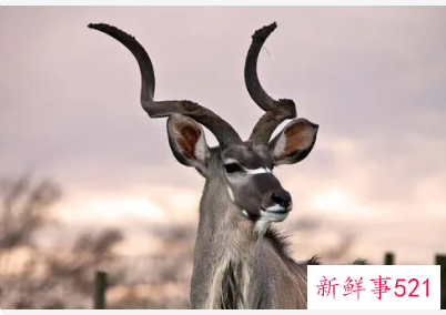 梦见羚羊攻击自己是什么意思