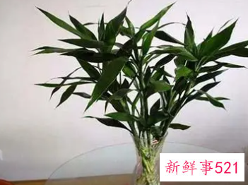 富贵竹放置风水