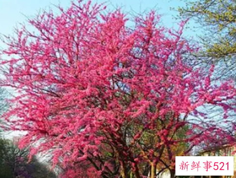 紫荆花树有哪些种类