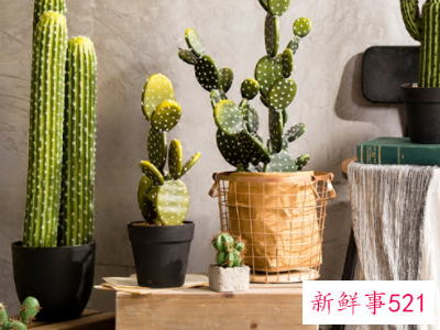 不适合摆放在家里的植物