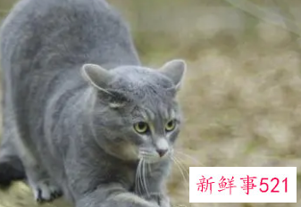 梦见猫一直粘着我