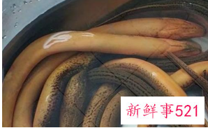 鲜活黄鳝怎么杀