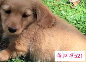 梦见朋友送我狗是什么意思