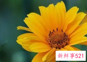 属猪女种什么植物旺财