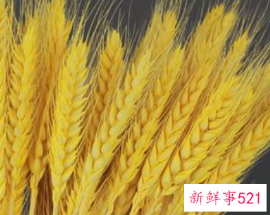 家里摆放干麦子好不好