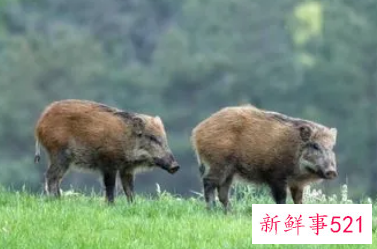 梦见野猪是什么意征兆