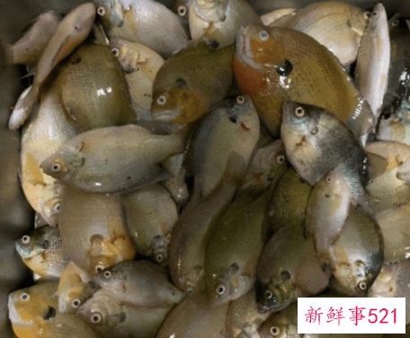 四川多地现太阳鱼