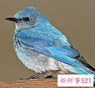 为什么鹦鹉去世眼睛睁着