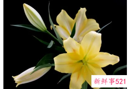 送母亲鲜花送什么花