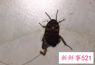 蟑螂死在床上擦了能干净吗