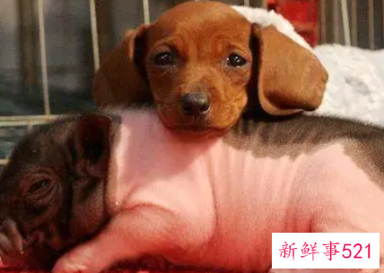 属狗男和属猪女