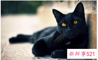 梦见黑猫有什么意思