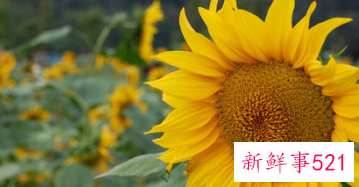 郁金香可以送男朋友吗