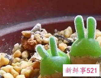 碧光环冬季怎么养