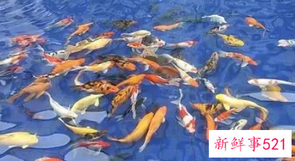 中年女人梦见鱼是什么预兆