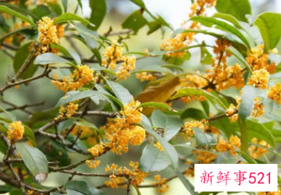 桂花茶的功效与作用及禁忌症有