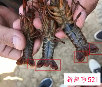 小龙虾怎么长时间保存