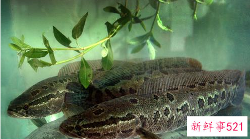 花鱼什么人不能吃