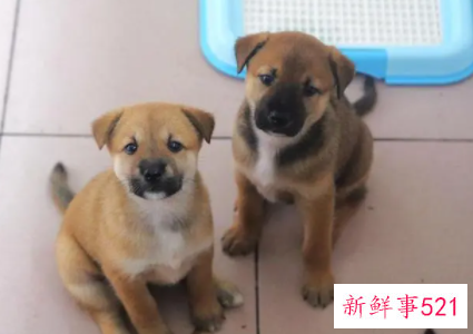 一个月的土狗养的禁忌