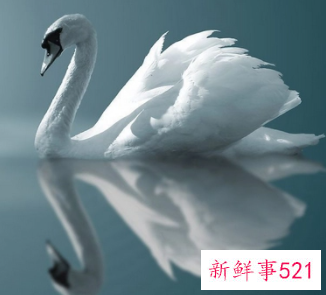 梦见天鹅在游泳是什么意思