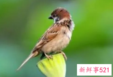 麻雀总是飞到家里窗户预示什么