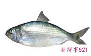 春季吃什么鱼对孩子好