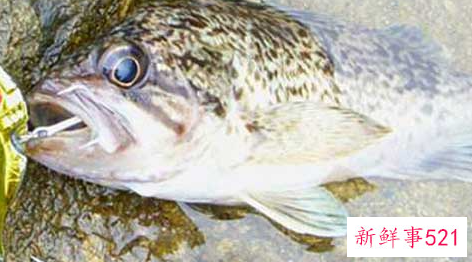 吃石斑鱼怎么预防中毒