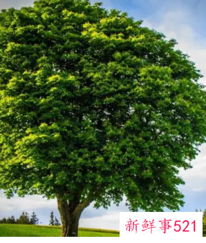 梦见特别漂亮的树