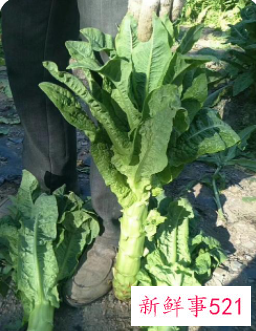 哪些蔬菜纤维素多