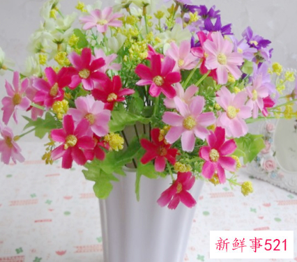 餐桌放什么植物好