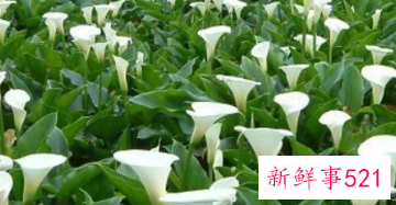 郁金香可以送男朋友吗