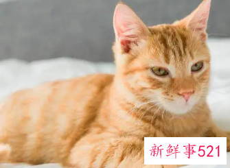 梦见猫一直粘着我