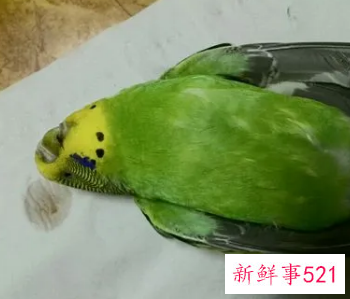 为什么鹦鹉去世眼睛睁着