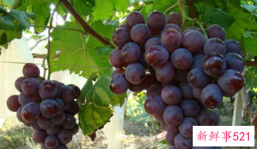 夏黑和巨峰葡萄哪个好吃