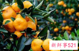 只属于冬天的食物