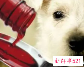 如何喂狗吃驱虫药