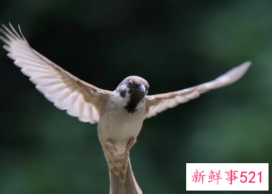 麻雀总是飞到家里窗户预示什么