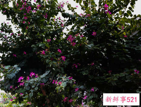 紫荆花树有哪些种类