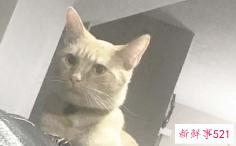蓝猫生小猫要注意什么