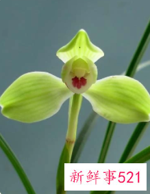 兰花的特点用四字词语表示