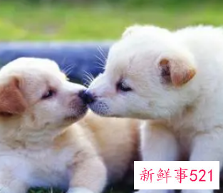 梦见朋友送我狗是什么意思