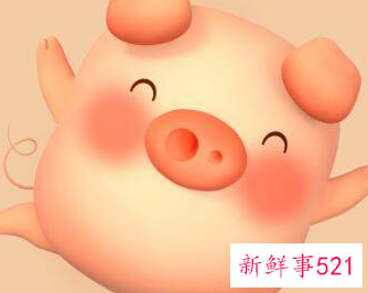 属猪的房间放什么摆件好