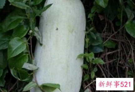 属于蔬菜类的有什么蔬菜