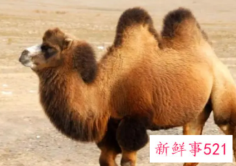 骆驼品种有几种