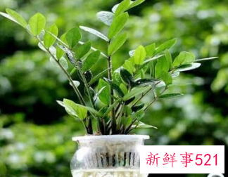 属猪女种什么植物旺财