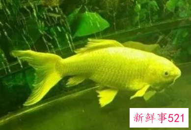 中年女人梦见鱼是什么预兆