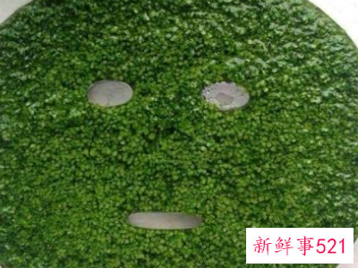 怎么辨别海藻面膜的好坏