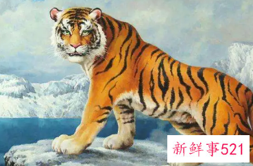 属虎的人为什么不能戴黄金