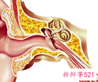 耳朵里面流脓水怎么回事